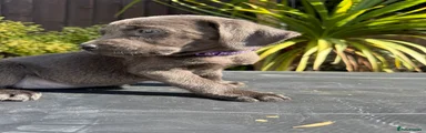 charcoal girl purple collar