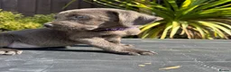 Labrador Retriever dogs for sale: ghost’s beautiful dozen - Advert 30