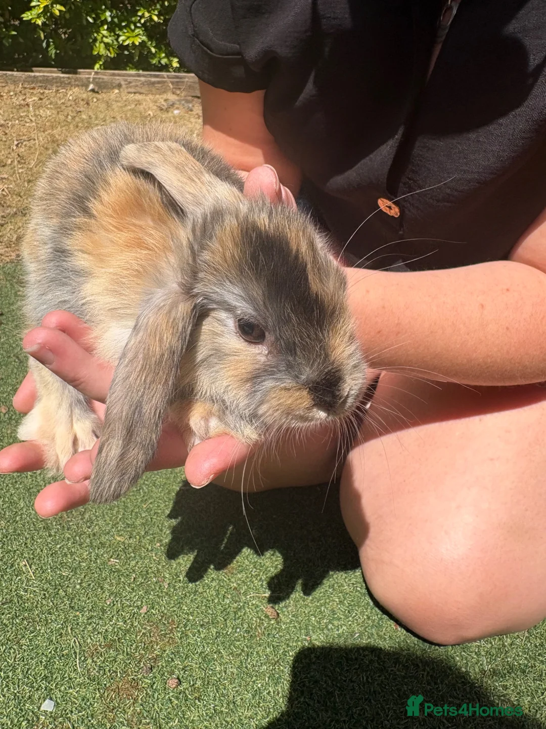 English Lop rabbits for sale: Baby Lop’s ready  in Tamworth - Advert 7