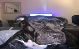 Mixed Breed dogs for sale: 2 year old female cane corso cross boxer - Image 5