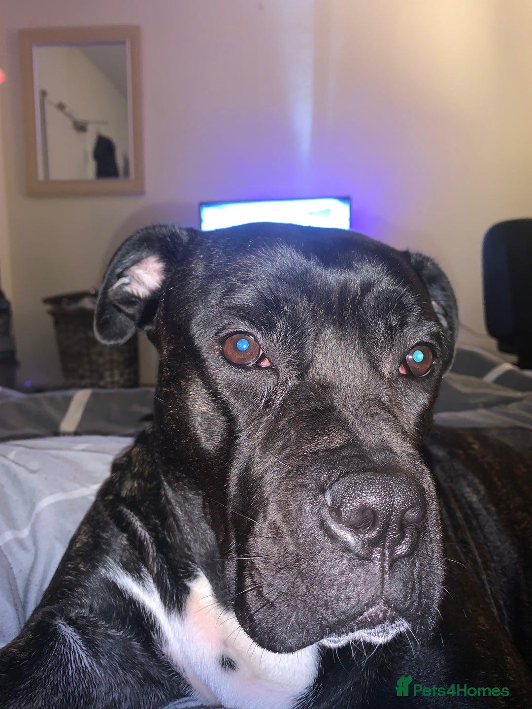 Mixed Breed dogs for sale: 2 year old female cane corso cross boxer - Image 5