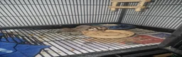 Sugar Glider rodents for sale: 2x male sugar gliders  - Advert 4