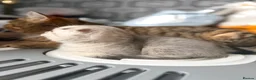 Scottish Fold cats for sale: !!! Stunning Scottish fold kittens for sale !!! - Advert 8
