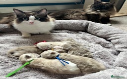Ragdoll cats for sale: 🐾 Beautiful Mink Ragdoll Kittens 🐾 - Image 2
