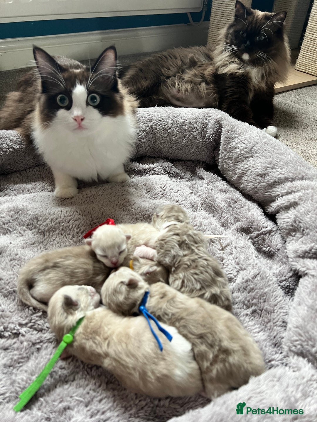 Ragdoll cats for sale: 🐾 Beautiful Mink Ragdoll Kittens 🐾 - Image 2