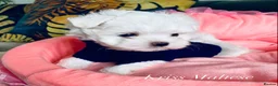 Maltese dogs for sale: ✨Outstanding kc registered Korean Maltese puppies✨ - Advert 4