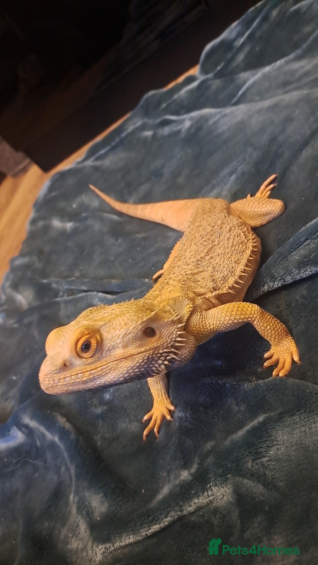 Bearded Dragon reptiles Bearded dragon and cage set up - Advert 10