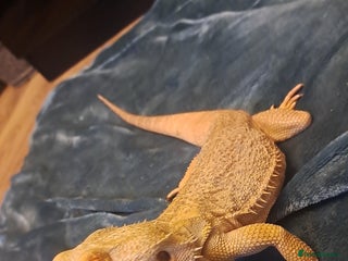 Bearded Dragon reptiles Bearded dragon and cage set up - Advert 3