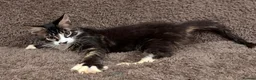 Maine Coon cats for sale: Ready for home pure bred maine coon kittens - Advert 7