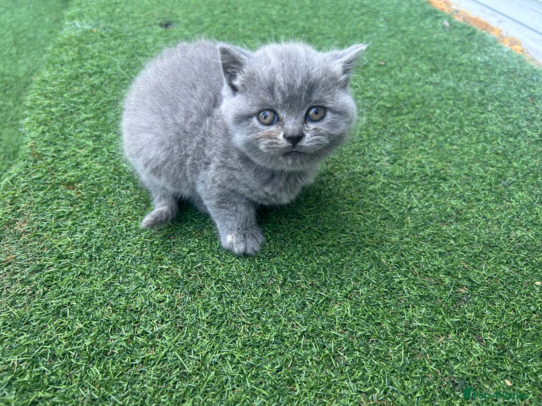 British Shorthair cats British Shorthair Kittens TICA registered  - Advert 15