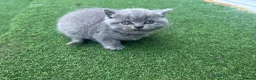 British Shorthair cats for sale: British Shorthair Kittens TICA registered  - Advert 1