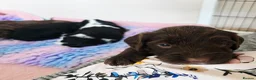Mixed Breed dogs for sale: Bordoodle X Springer Spaniel puppies  - Advert 21