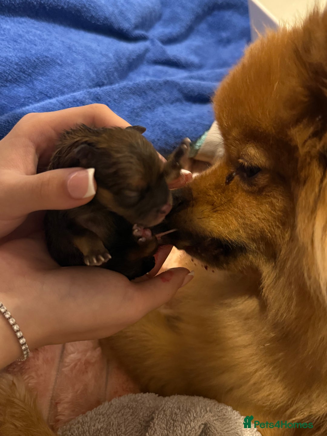 Pomeranian dogs for sale: Teddy pom puppy girl beautiful coat  - Advert 1