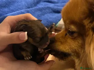 Pomeranian dogs Teddy pom puppy girl beautiful coat - Advert 12