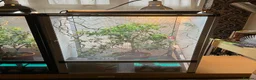Chameleon reptiles for sale: Yemen Chameleon + Vivarium Setup Kit - Advert 4