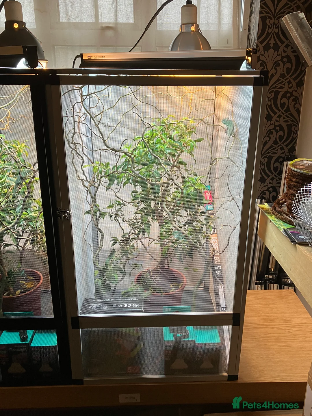 Chameleon reptiles for sale: Yemen Chameleon + Vivarium Setup Kit - Advert 4