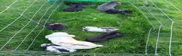 Mixed Breed rabbits for sale: Baby lop rabbits available  - Advert 10