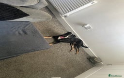 Mixed Breed dogs for sale: Beautiful dog named Mel  - Image 3