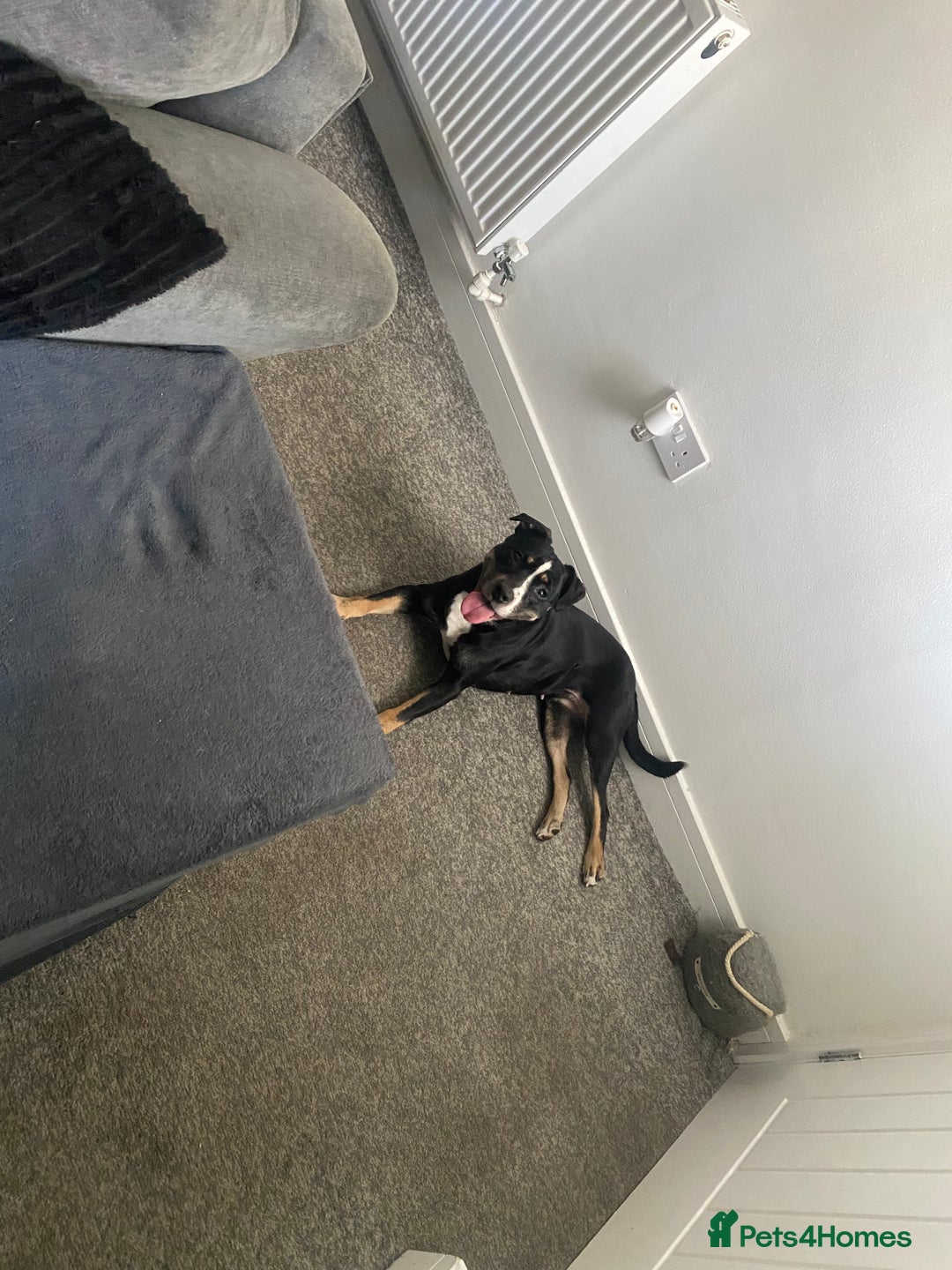 Mixed Breed dogs for sale: Beautiful dog named Mel  - Image 3
