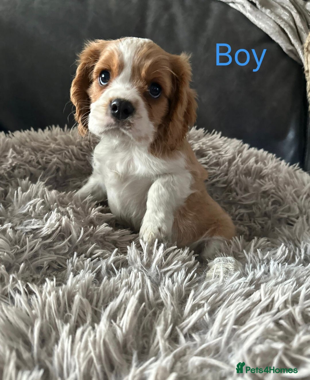 Cavalier King Charles Spaniel dogs for sale: cavalier king Charles pups parents DNA TESTED  - Advert 2