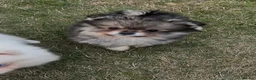 Pomsky dogs for sale: Pomsky Puppies (3) - Advert 14