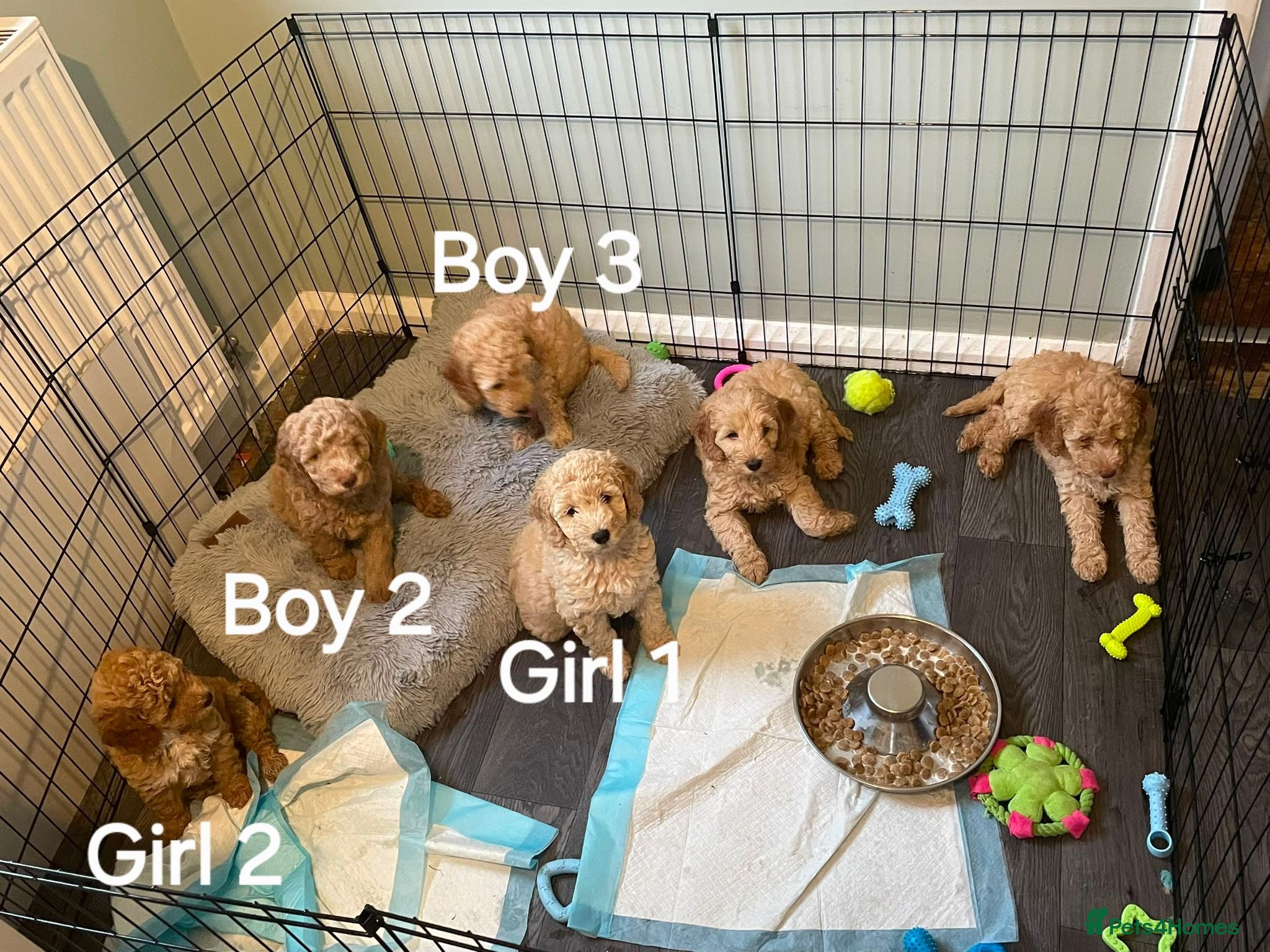Mixed Breed dogs Adorable Cockapoo x  Labradoodle puppies - Advert 10