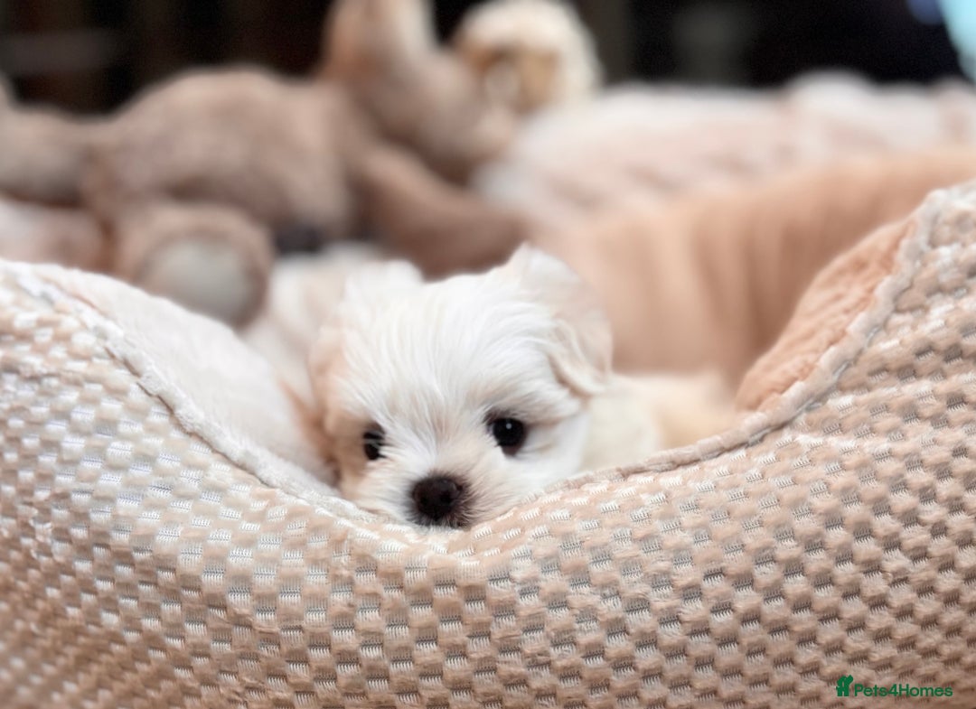 Maltese dogs for sale: ✨💫Tiny Exquisite Bambelina Maltese 💫✨ - Image 15