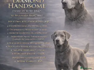 Labrador Retriever dogs Silver Labrador Stud - Advert 20