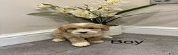 Coton De Tulear dogs for sale: COTON NOODLES puppies ready now  - Advert 10