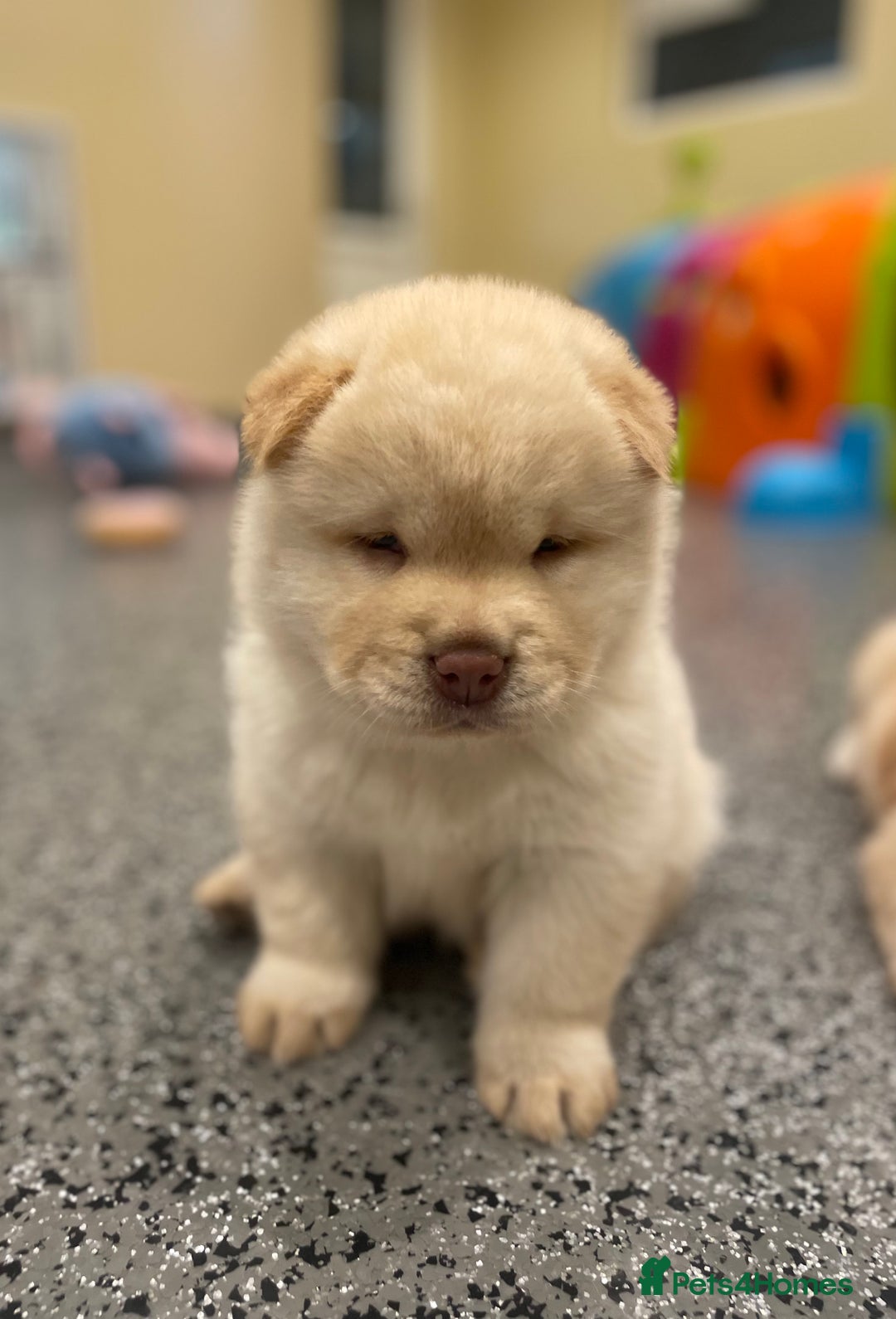 Mixed Breed dogs for sale: Genuine Chowski puppies  - Image 5