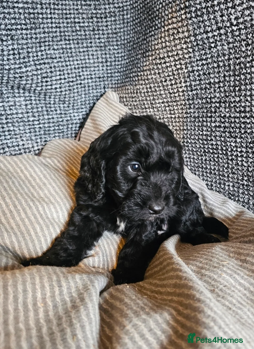 Cockapoo dogs for sale: Cockerapoo puppies merle F1 - Advert 6