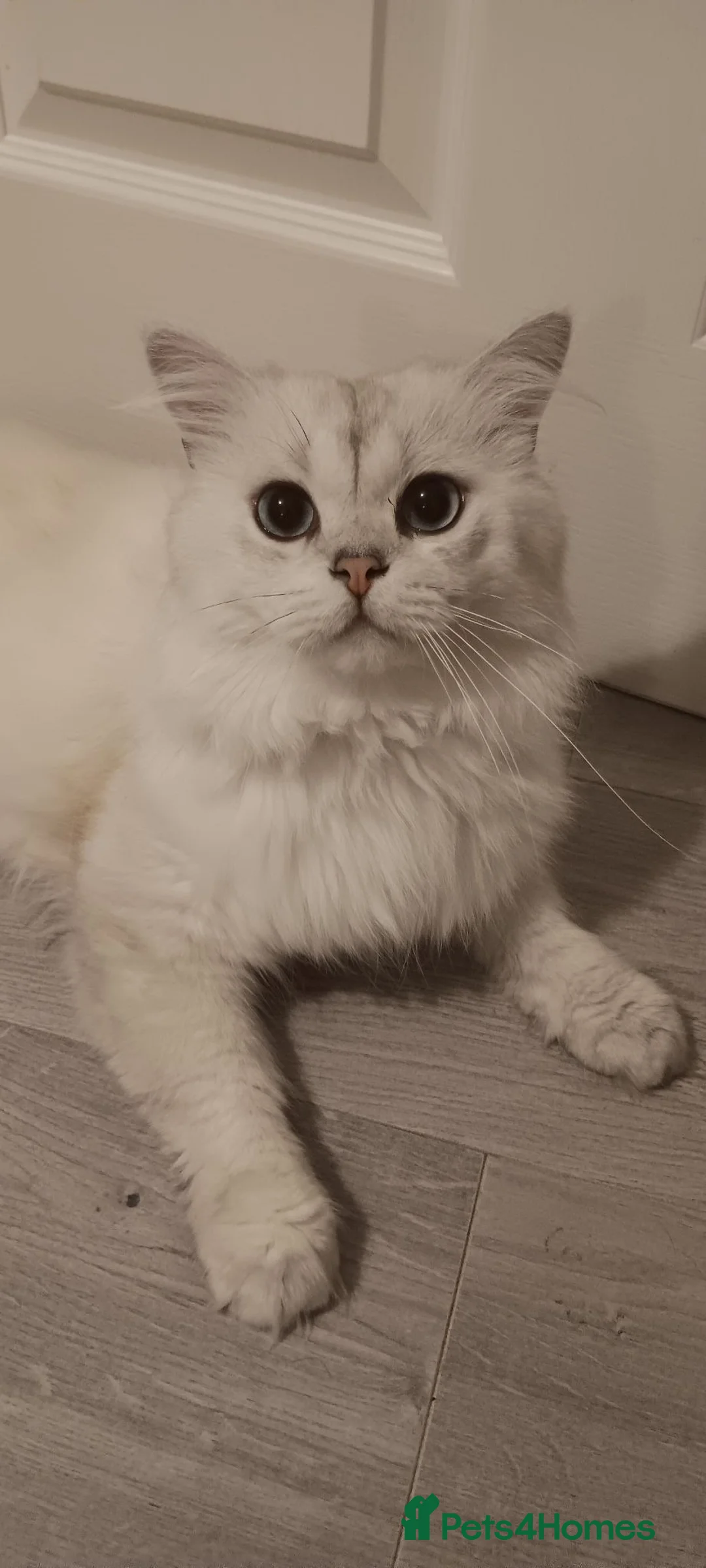 British Longhair cats for sale: Stunning Purebred BLH for Re-homing - Advert 20