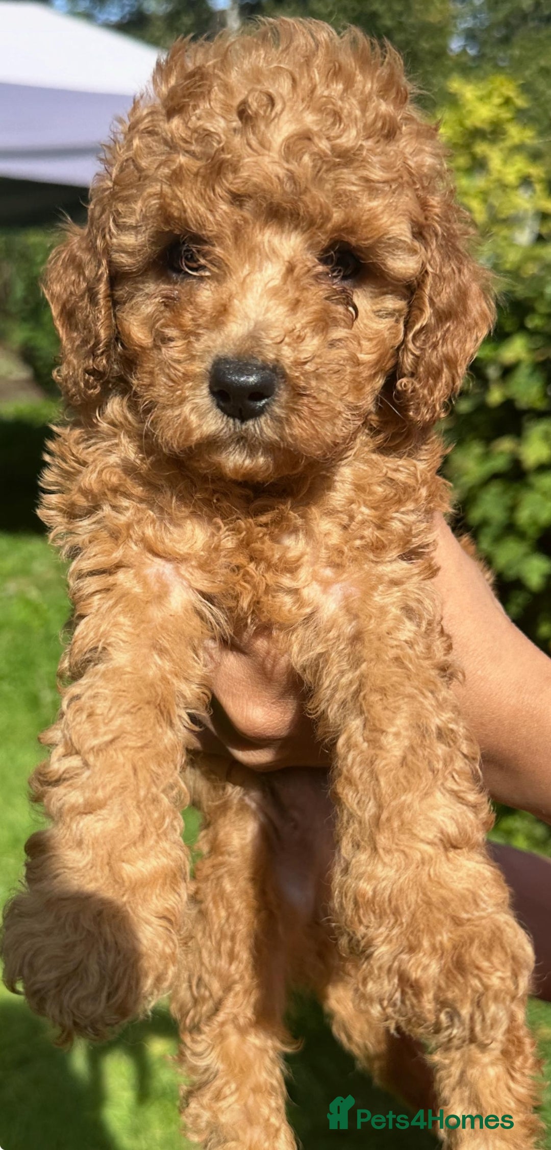 Toy Poodle dogs for sale:  High Quality KC Registered Red Toy Poodle Puppies - Image 9