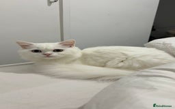 Persian cats for sale: Gorgeous one year old baby girl😍 - Image 7
