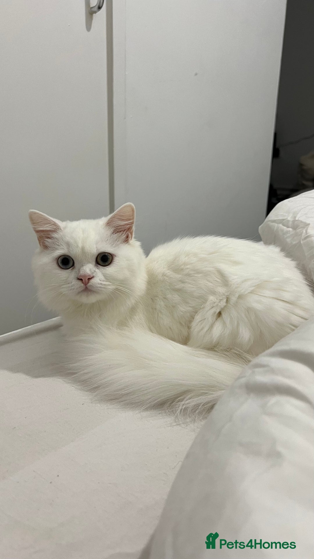 Persian cats for sale: Gorgeous one year old baby girl😍 - Image 7