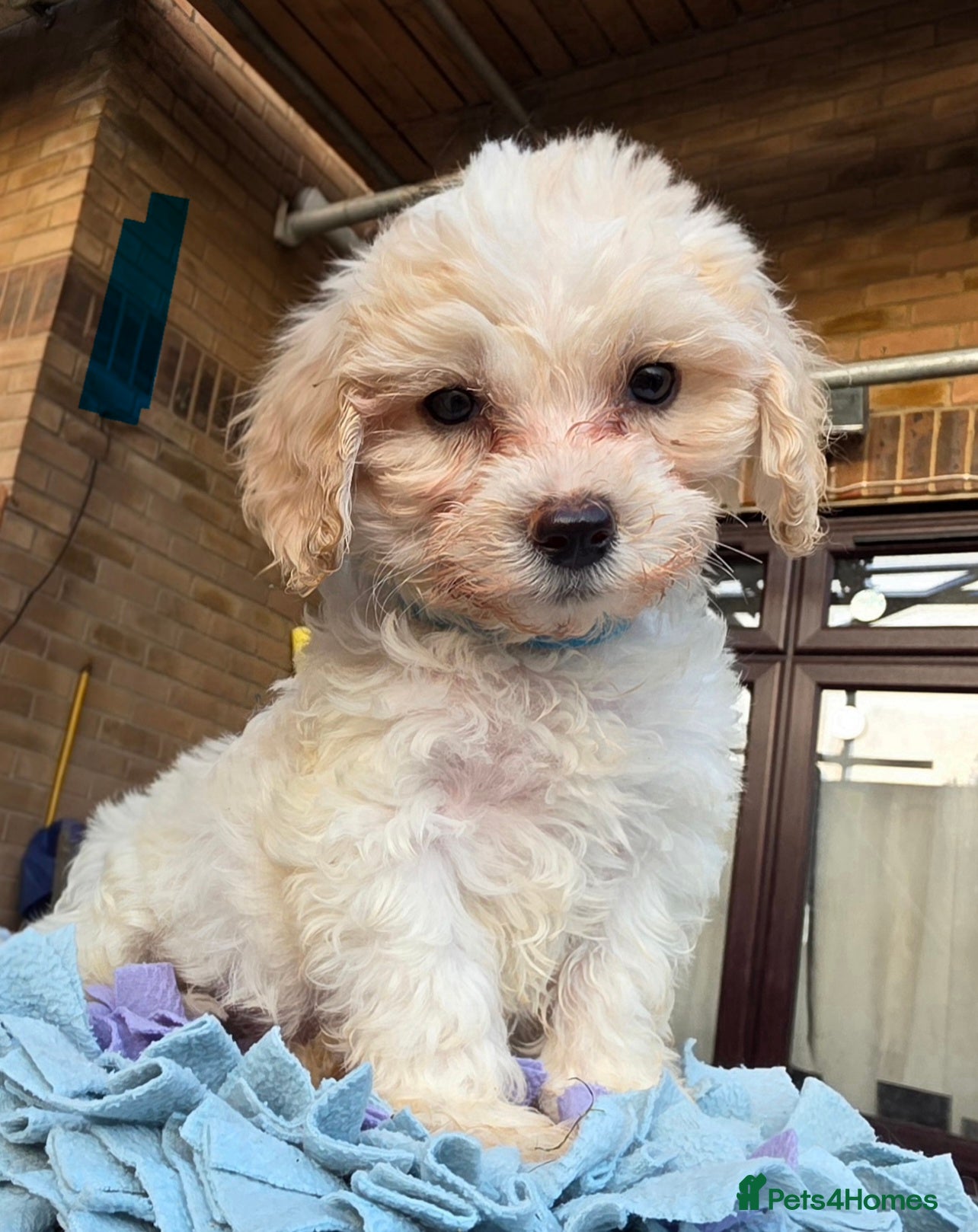 Mixed Breed dogs 9 Beautiful Cockerchon puppy's ready soon - Advert 2