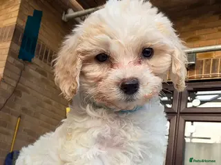 Mixed Breed dogs 9 Beautiful Cockerchon puppy's ready soon - Advert 2