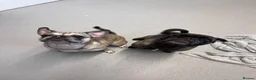 Frug dogs for sale: Female and male frug - Advert 16