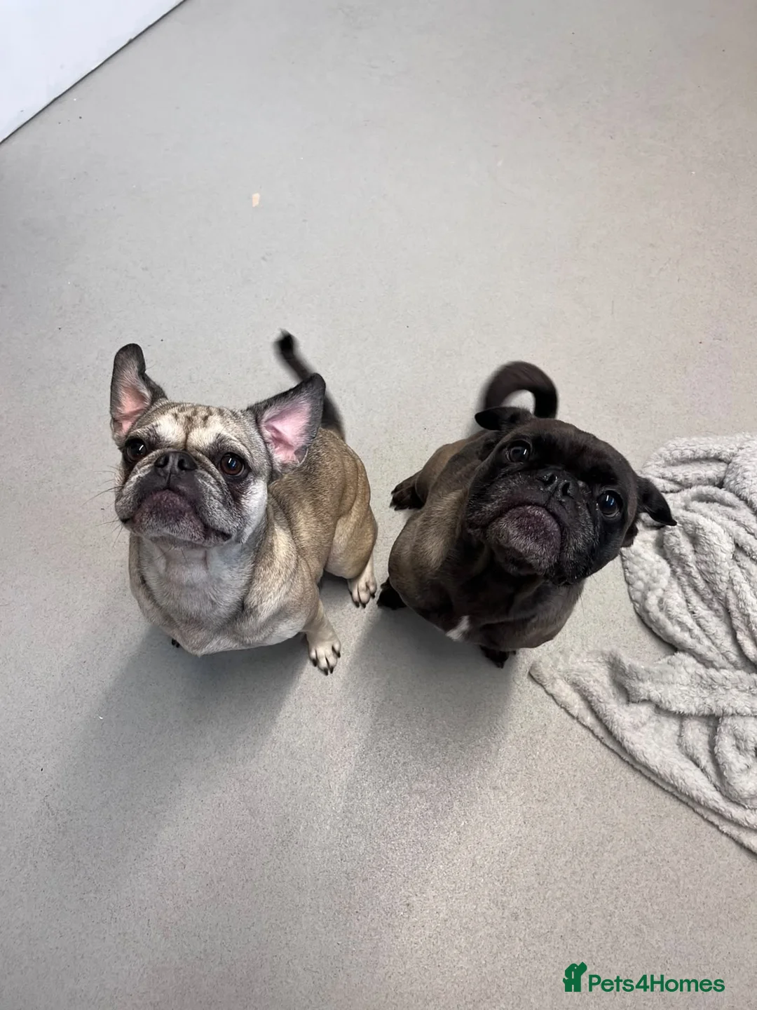 Frug dogs for sale: Female and male frug - Advert 16