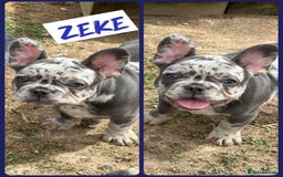 French Bulldog dogs for sale: ⭐️DWKC FLUFFY & FLUFFY CARRIER FRENCHIE PUPPIES ⭐️ in Driffield - Image 2