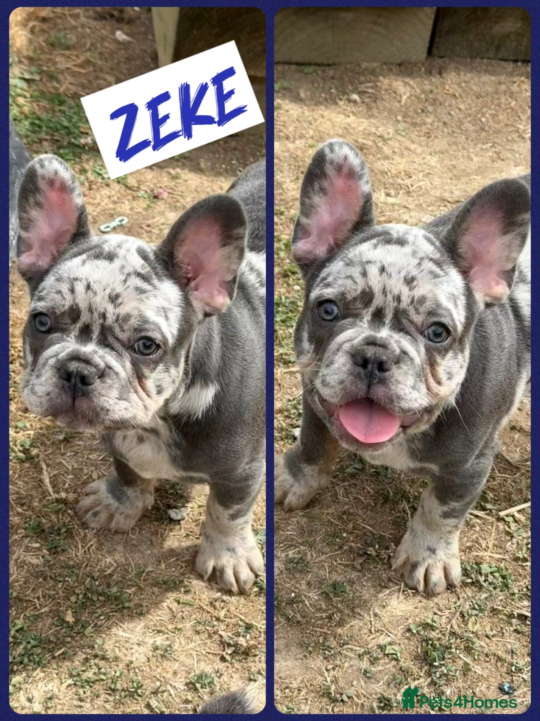 French Bulldog dogs for sale: ⭐️DWKC FLUFFY & FLUFFY CARRIER FRENCHIE PUPPIES ⭐️ in Driffield - Image 2