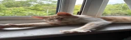 Mixed Breed cats for sale: Male cat for sale. - Advert 2