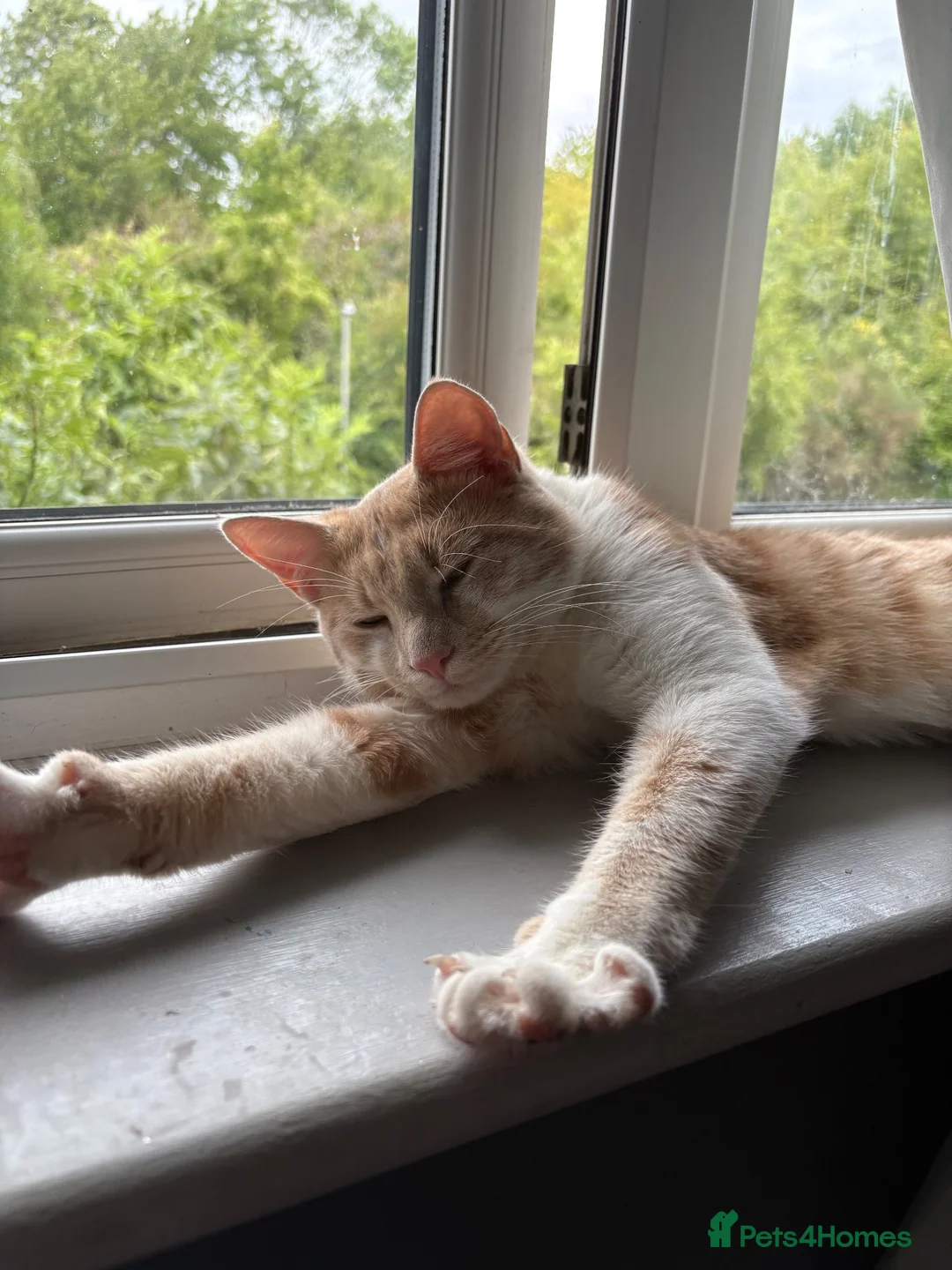 Mixed Breed cats for sale: Male cat for sale. - Advert 2