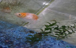 Goldfish fish for sale: Fish for sale - Image 2