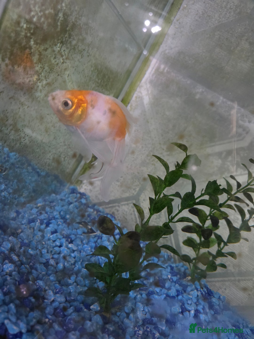 Goldfish fish for sale: Fish for sale - Image 2