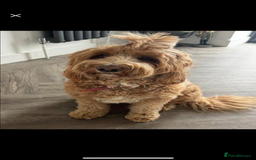 Australian Labradoodle dogs for sale: Pure Australian Labradoodle Puppies ready 30/09/25 - Image 2