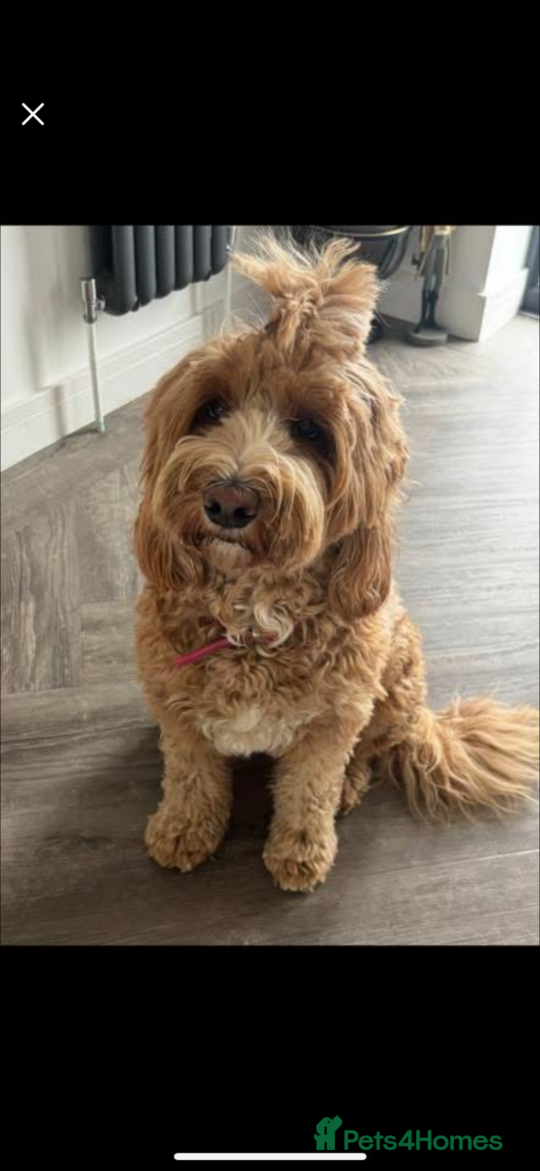 Australian Labradoodle dogs for sale: Pure Australian Labradoodle Puppies ready 30/09/25 - Image 2