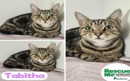 Mixed Breed cats for adoption: Tabitha - perfect little girl - Image 1