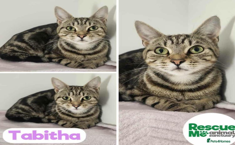 Mixed Breed cats - Advert 6