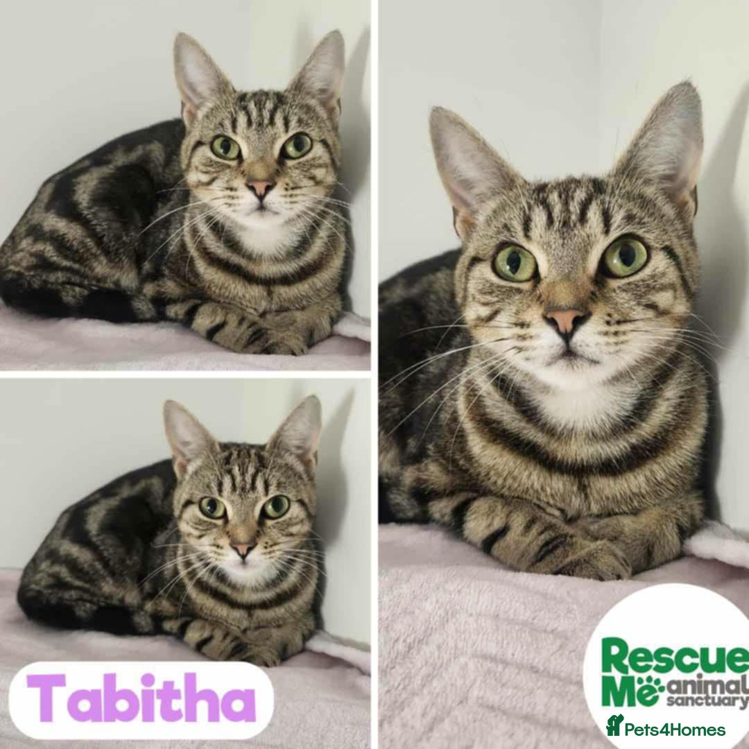 Mixed Breed cats for adoption: Tabitha - perfect little girl - Image 1